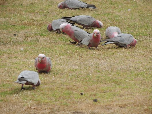 Pink Gallahs having a feast  on freshly sown grass